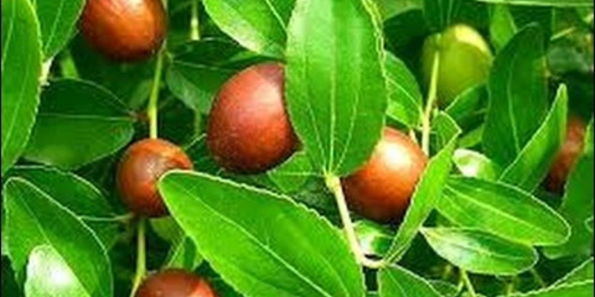 ما هي فوائد عشبة السدر في علاج امراض العيون؟ - مجلة هي